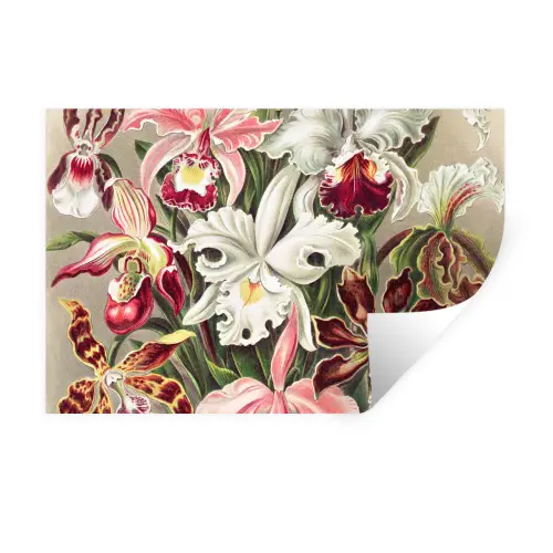 Bloemen - Ernst haeckel - Tuinposter - Vintage - Schuttingposter Muursticker klein -3d