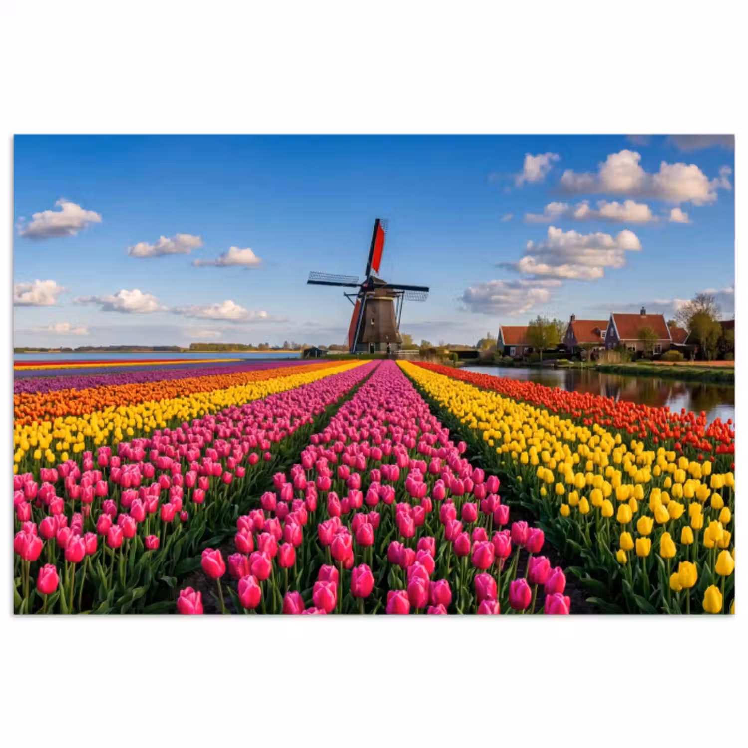 Poster - Tulpen - Holland - Molen - Kleurrijk