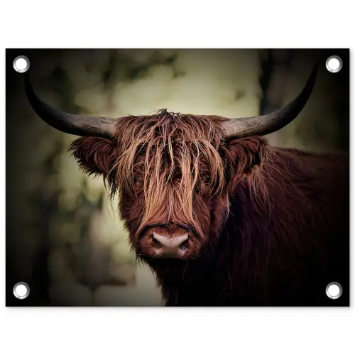 Schotse hooglander - Licht - Portret - Natuur tuinposter los doek klein -3d