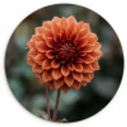 Dahlia - Bloem - Natuur - Sfeervol Wandcirkel kunststof plaat 5mm dik klein -3d