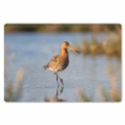 Vogel - Steltloper - Water - Natuur Placemat vinyl groot -zzsfeer1_Kitchenyeah-website
