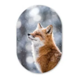 Vos - Sneeuwval - Portret - Winter - Sfeervol Wandcirkel Ovaal Forex klein -3d