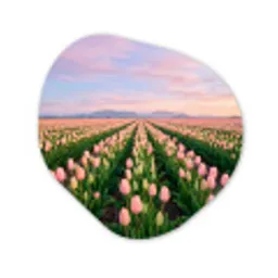 Tulpen - Landschap - Roze Wandcirkel Organisch Aluminium middel -3d
