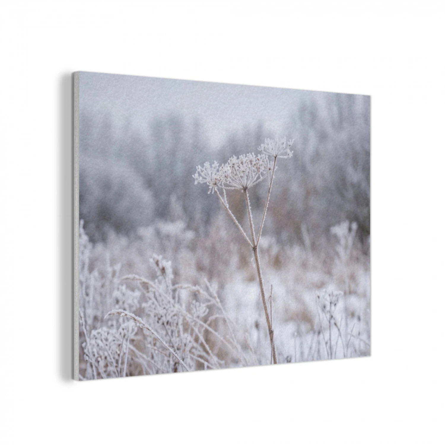 Schermbloem - Rijp - Kristallen - Winter - Delicaat PET vilt klein -3d