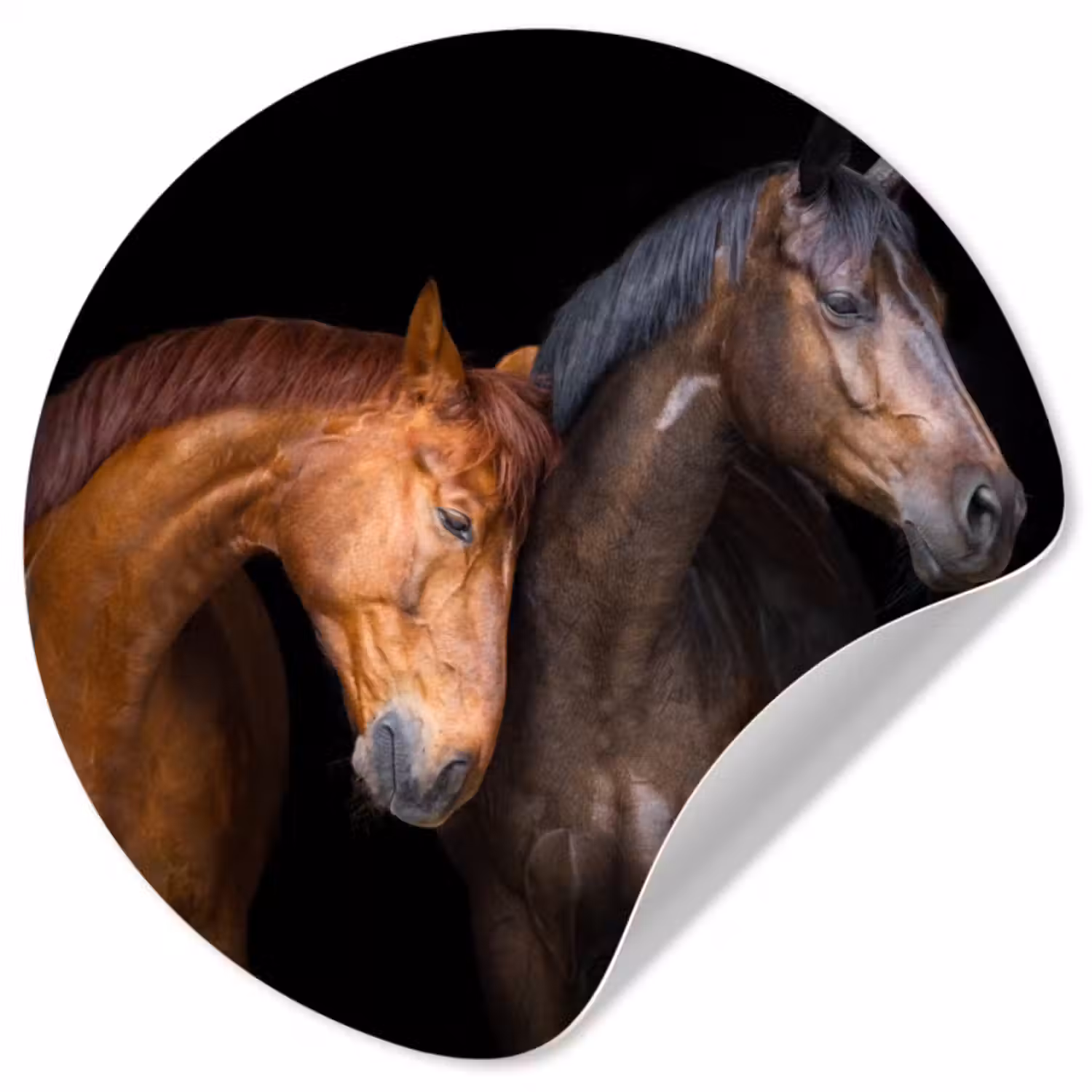 Behangcirkel - Paarden - Dieren - Portret - Bruin
