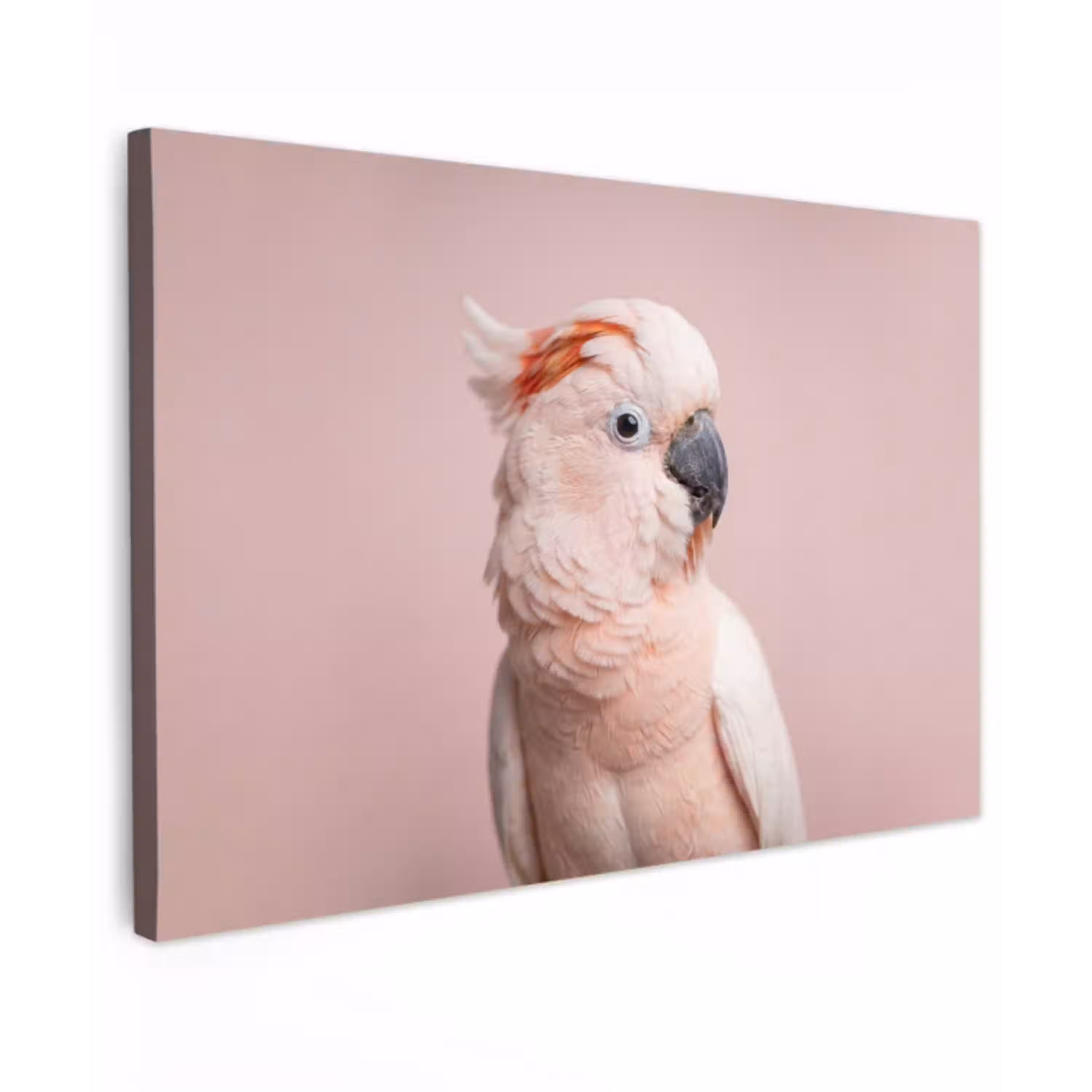 Kaketoe - Portret - Roze canvas 2cm klein -z3d