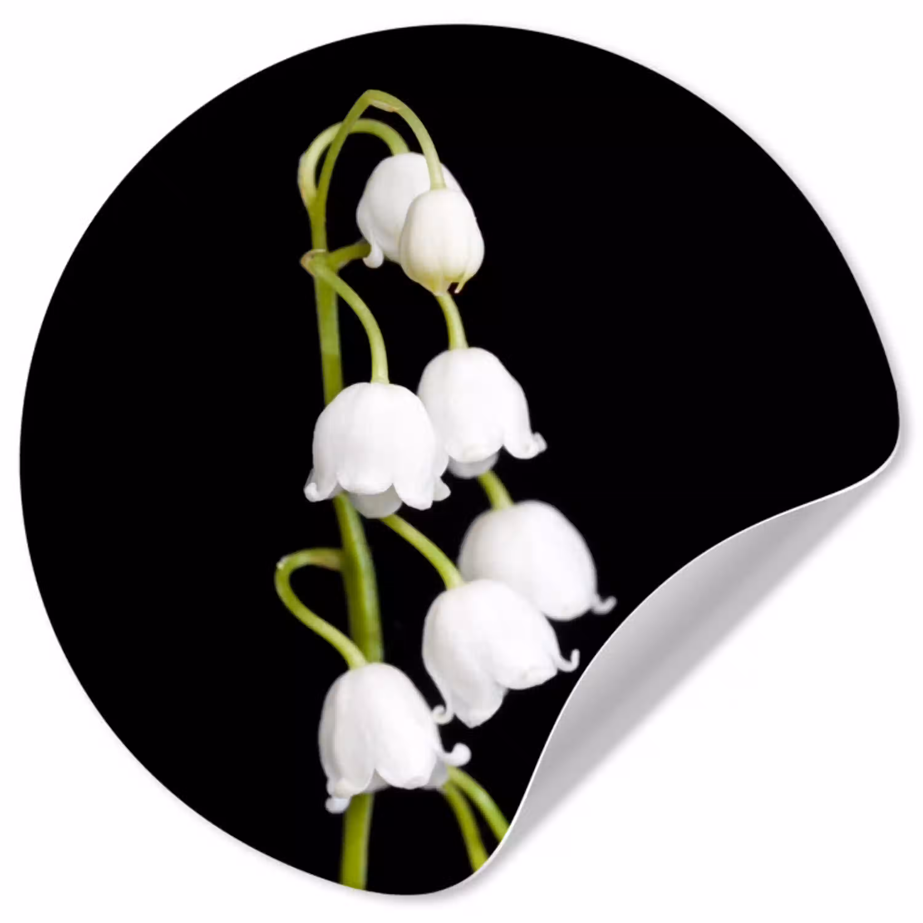 Lelietjes van dalen - Bloemen - Zwart - Flora Wandcirkel behangsticker klein -3d
