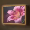 Roze - lelie - Dauwdruppels Light Box met batterij (Wandlamp) middel -z3d_website