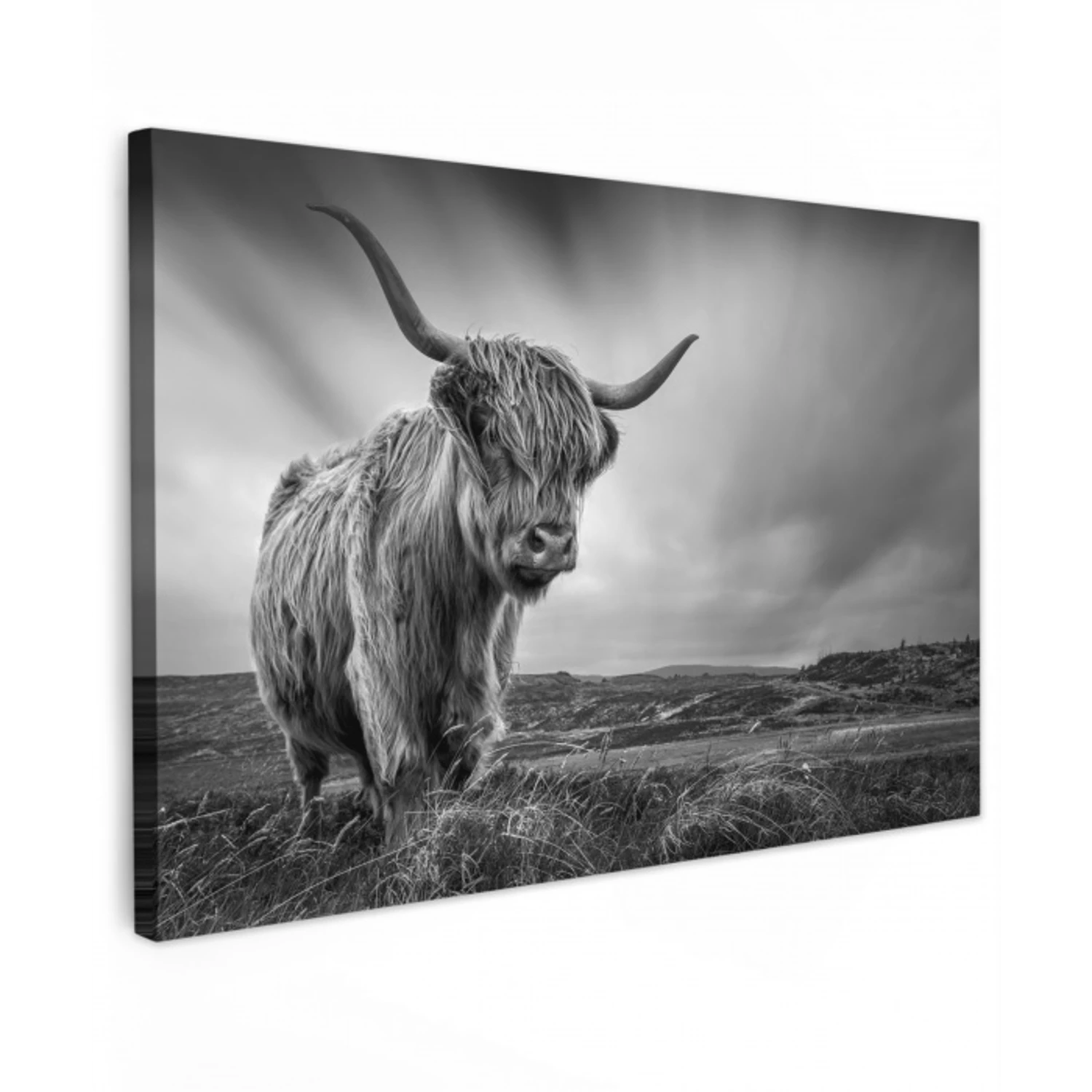 Koeien - Schotse hooglander - Natuur - Dieren - Zwart wit canvas 2cm klein -z3d