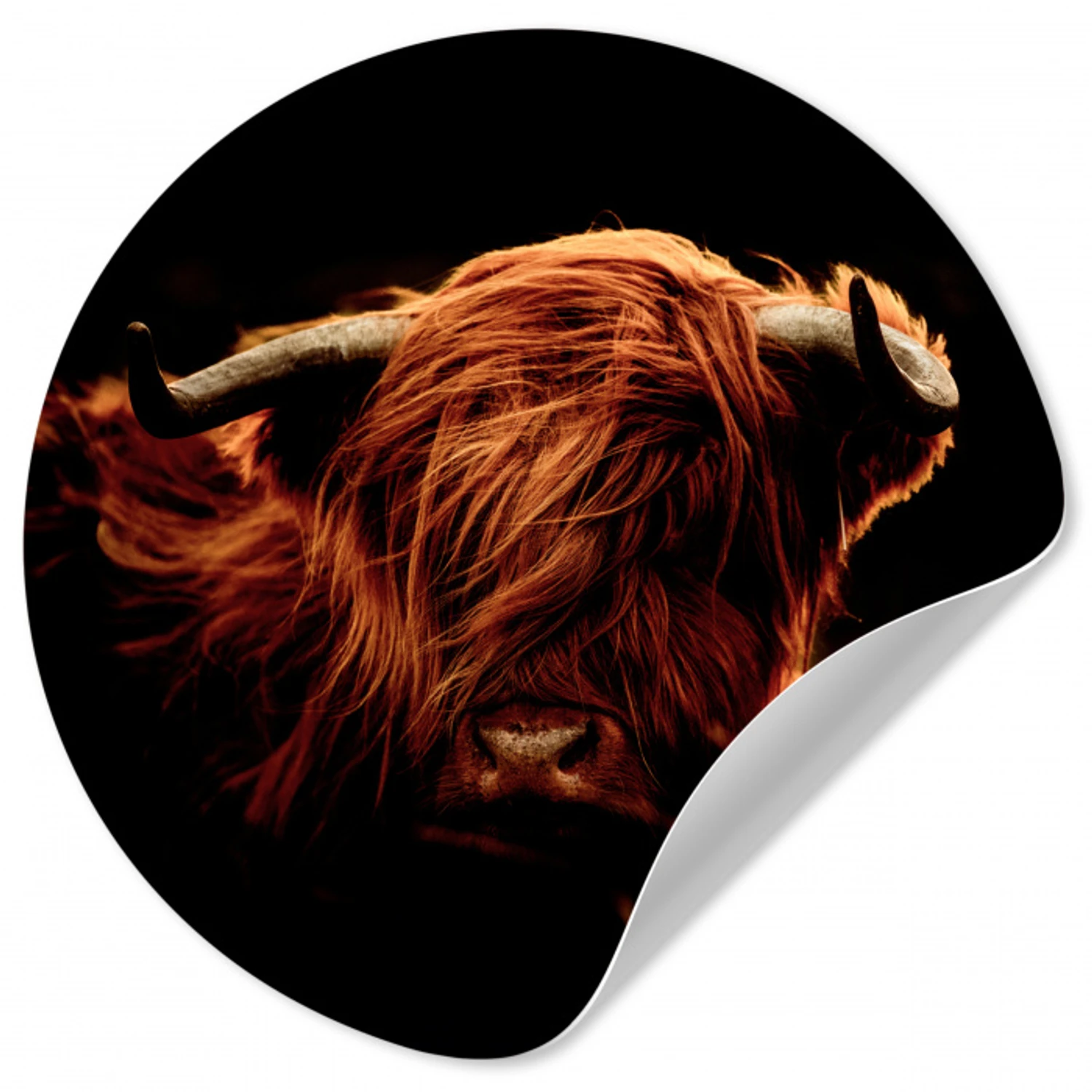 Schotse hooglander - Koe - Hoorns - Portret - Dieren Wandcirkel behangsticker klein -3d