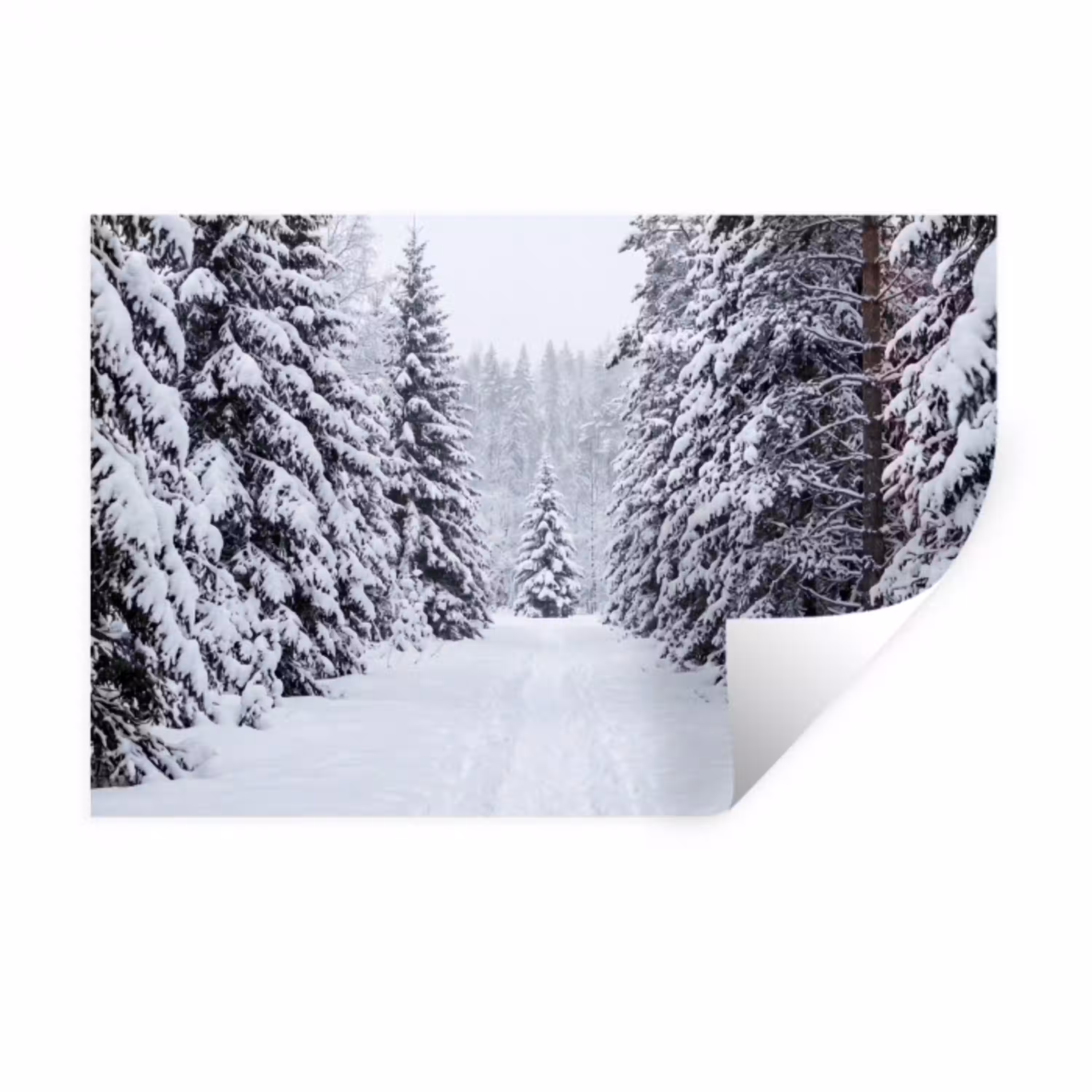 Bos - Winter - Sneeuw - Pad - Natuur Muursticker klein -3d