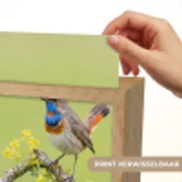 Vogel - Tak - Natuur - Kleurrijk Light Box met kabel (Kinderlampje) klein -USP_websiteprintNL