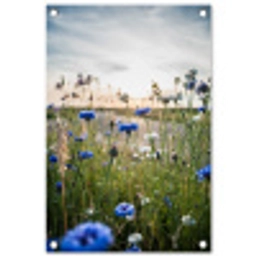 Korenbloemen bij zonsondergang tuinposter los doek klein -3d