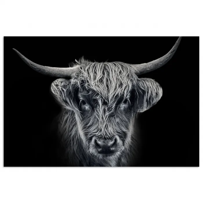 Schotse hooglander - Zwart - Koe - Dieren poster papier klein -3d