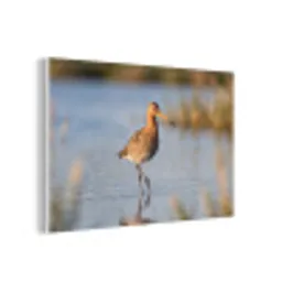 Vogel - Steltloper - Water - Natuur forex 5mm xxl -3d