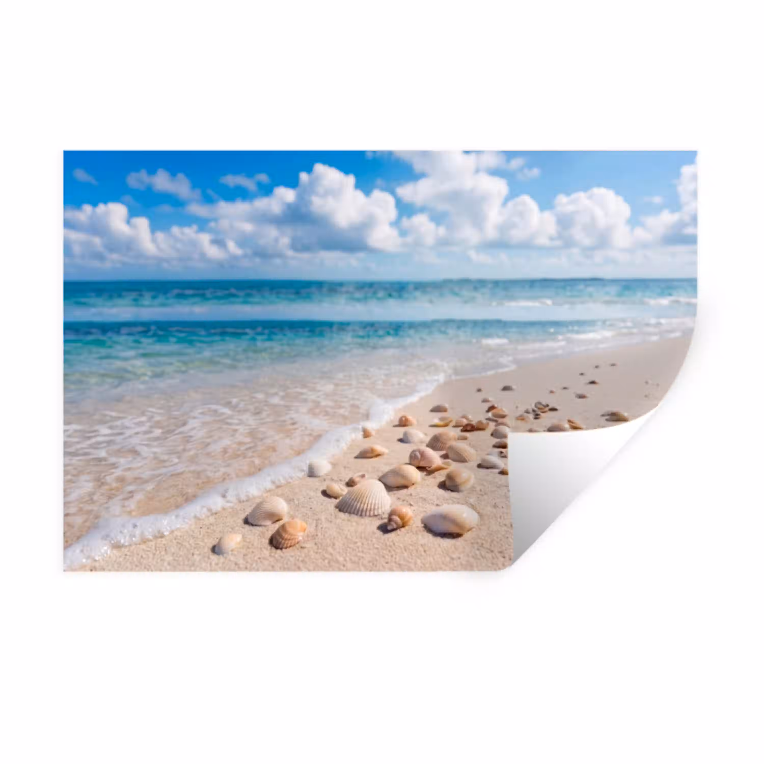 Schelpen - Strand - Natuur - Beige Muursticker klein -3d