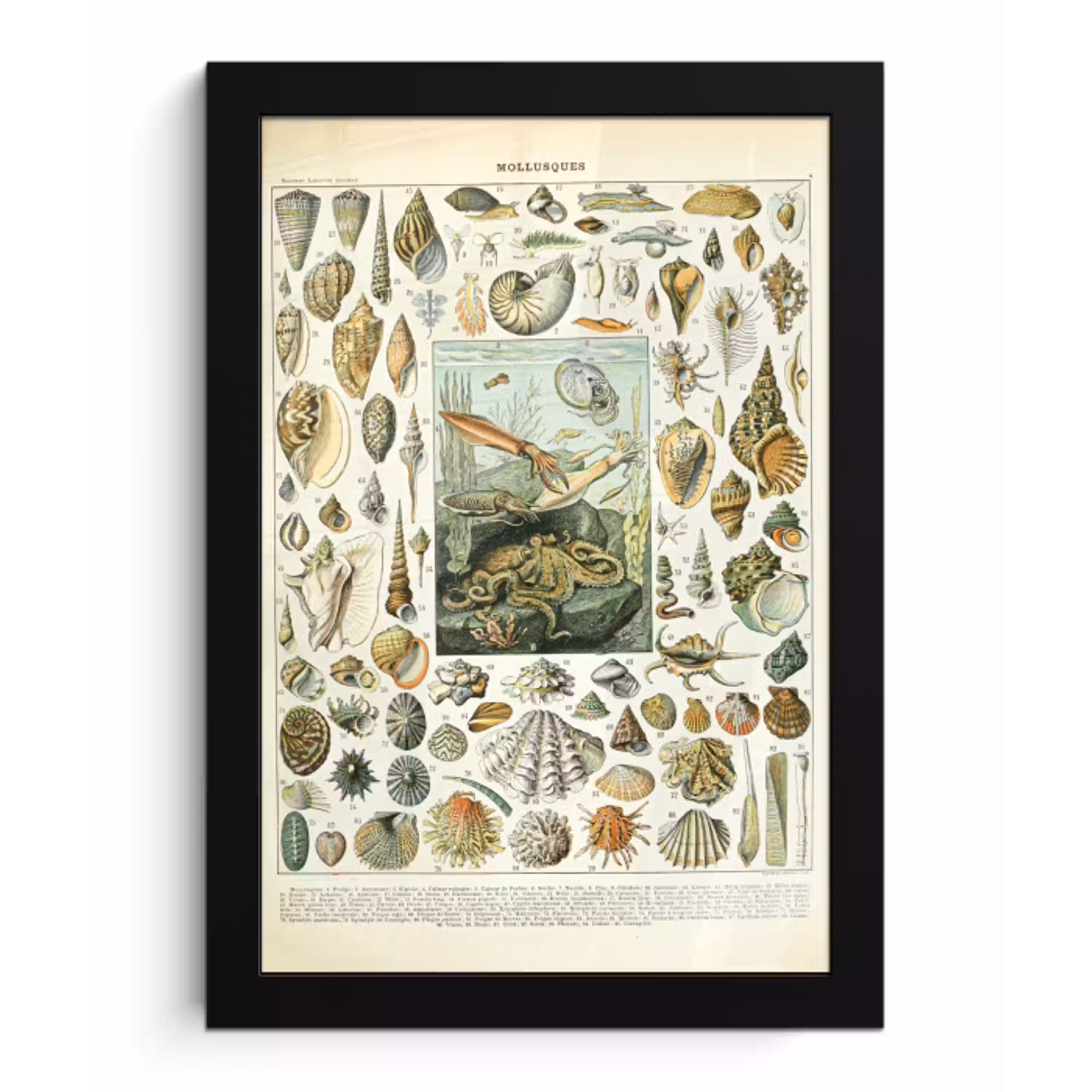 Zeedieren - Schelp - Vintage - Zee - Adolphe Millot fotolijst zwart zonder passe partout klein -3d