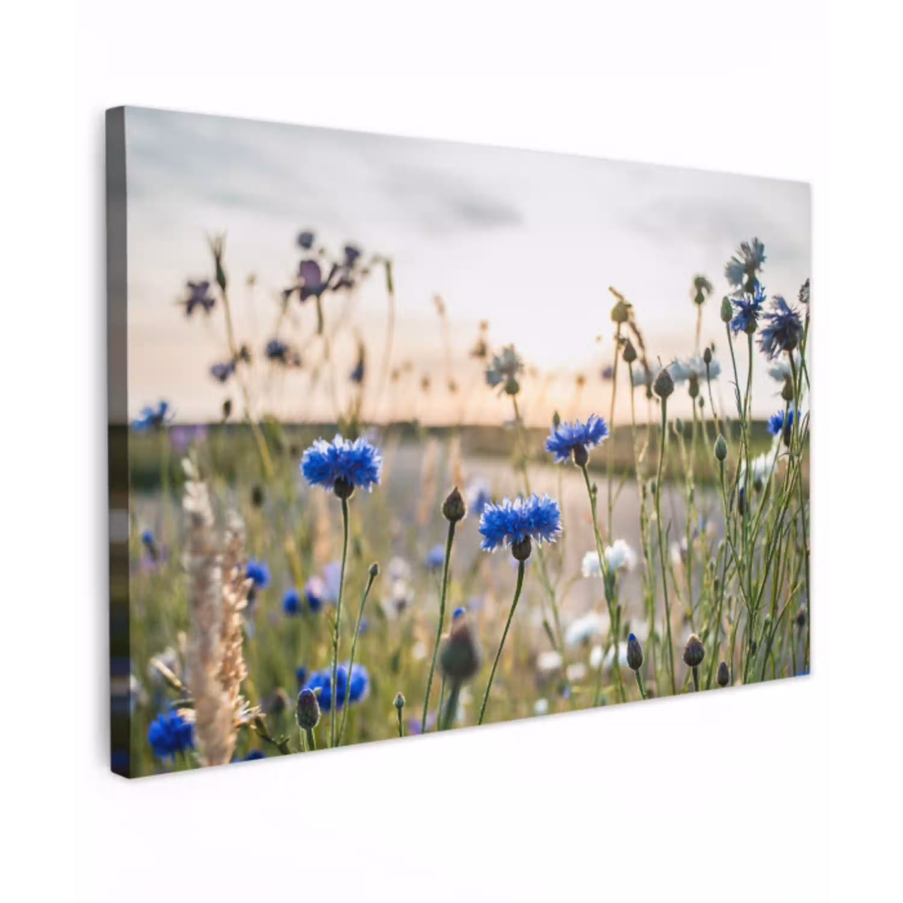 Bloemen - Zomer - Korenbloem - Blauw - Zon - Wolken Tuinposter op houten frame 2 cm dik klein -3d