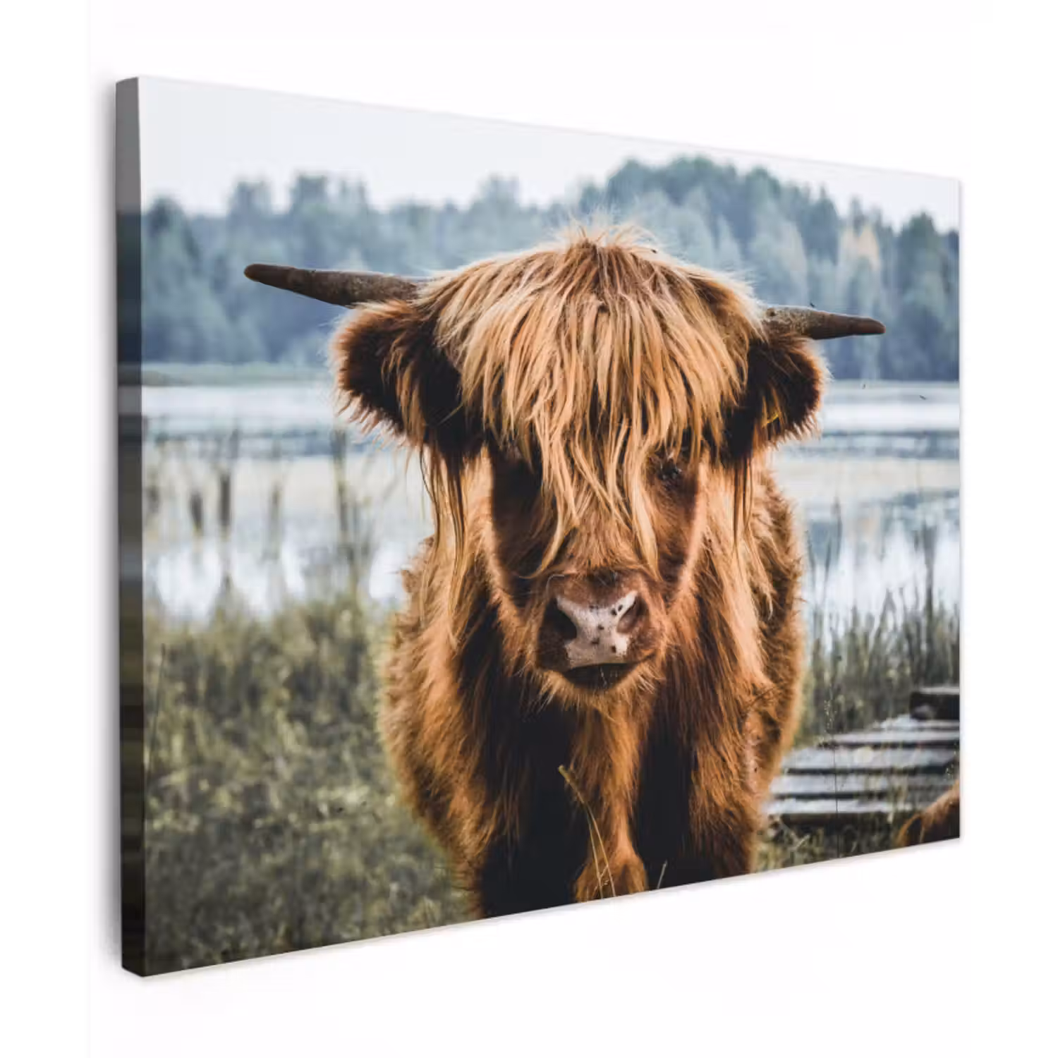 Canvas schilderij - Koeien - Schotse hooglander - Bruin - Natuur