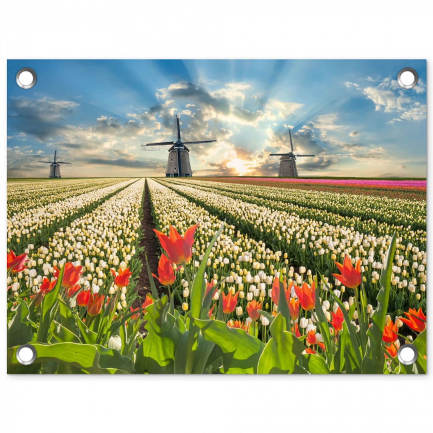 Windmolens en tulpenvelden bij zonsopgang tuinposter los doek klein -3d