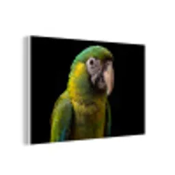 Ara - Portret - Groen forex 5mm xxl -3d