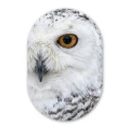 Sneeuwuil - Oog - Wildlife - Wit Wandcirkel Ovaal Forex klein -3d