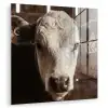 Kalf - Oormerk - Houten stal plexiglas 5mm klein -zzzproduct_nieuw