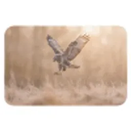 Buizerd - Roofvogel - Natuur - Bruin Badmat klein -3d