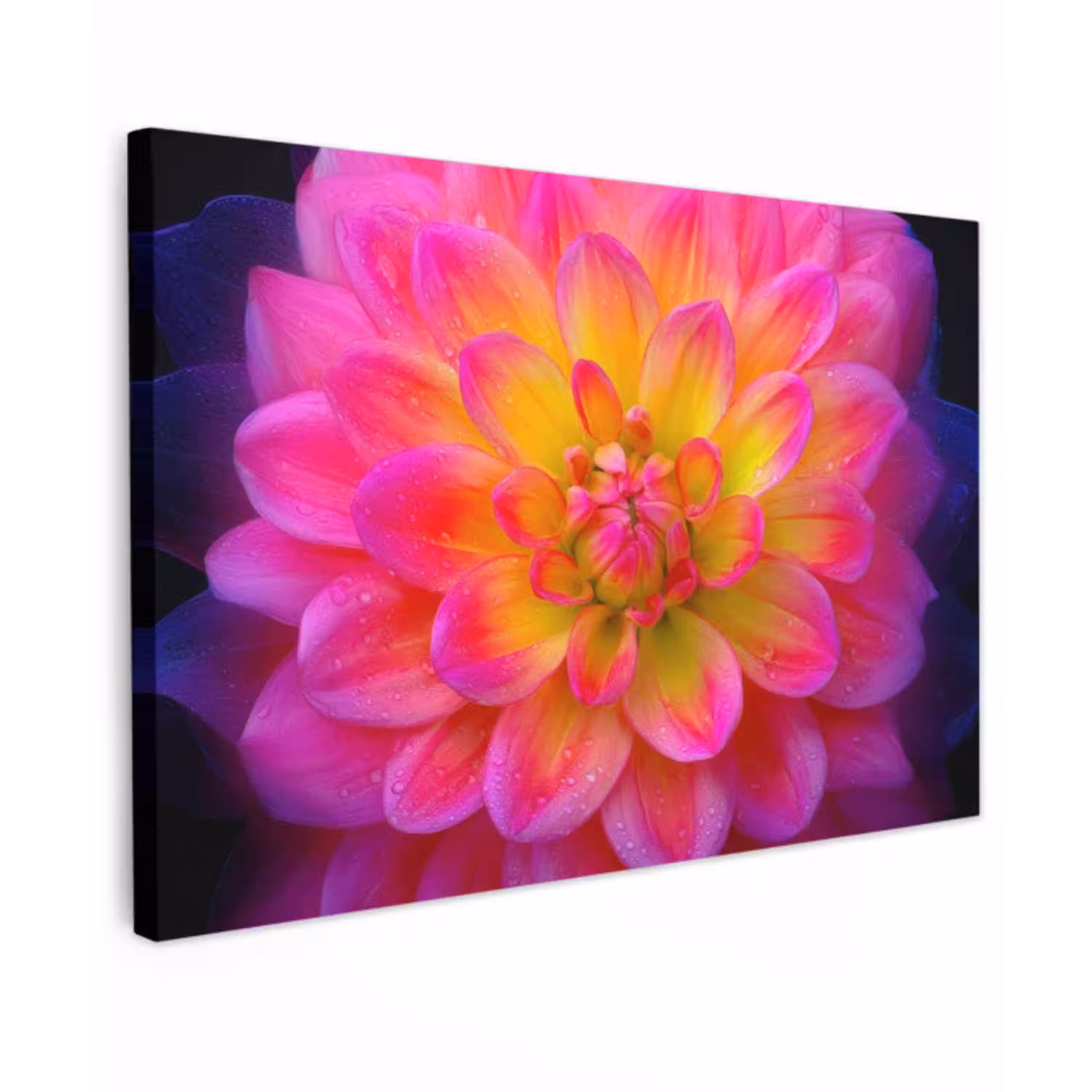 Roze - Dahlia - Kleurrijk canvas 2cm klein -z3d