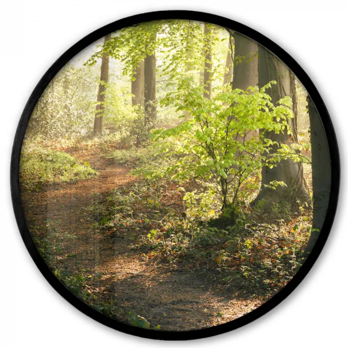 Bos - Bomen - Pad - Zon - Planten - Bladeren - Natuur Fotolijst rond zonder passe partout klein -3d