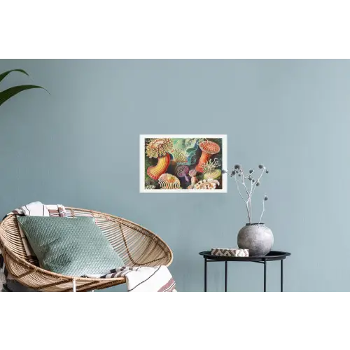 Ernst Haeckel - Anemoon - Retro - Tuinposter - Tuinhuis Muursticker klein -plant