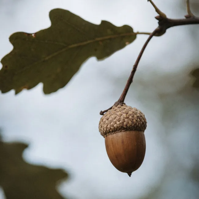 Behang - Eikel - Eikenblad - Bos - Herfst - Natuur
