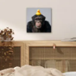 Chimpansee - Badeend - Grijs aluminium wit klein -sfeer3