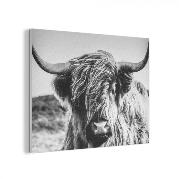 Schotse hooglander - Close up - Horens - Vacht - Zwart Wit PET vilt klein -3d