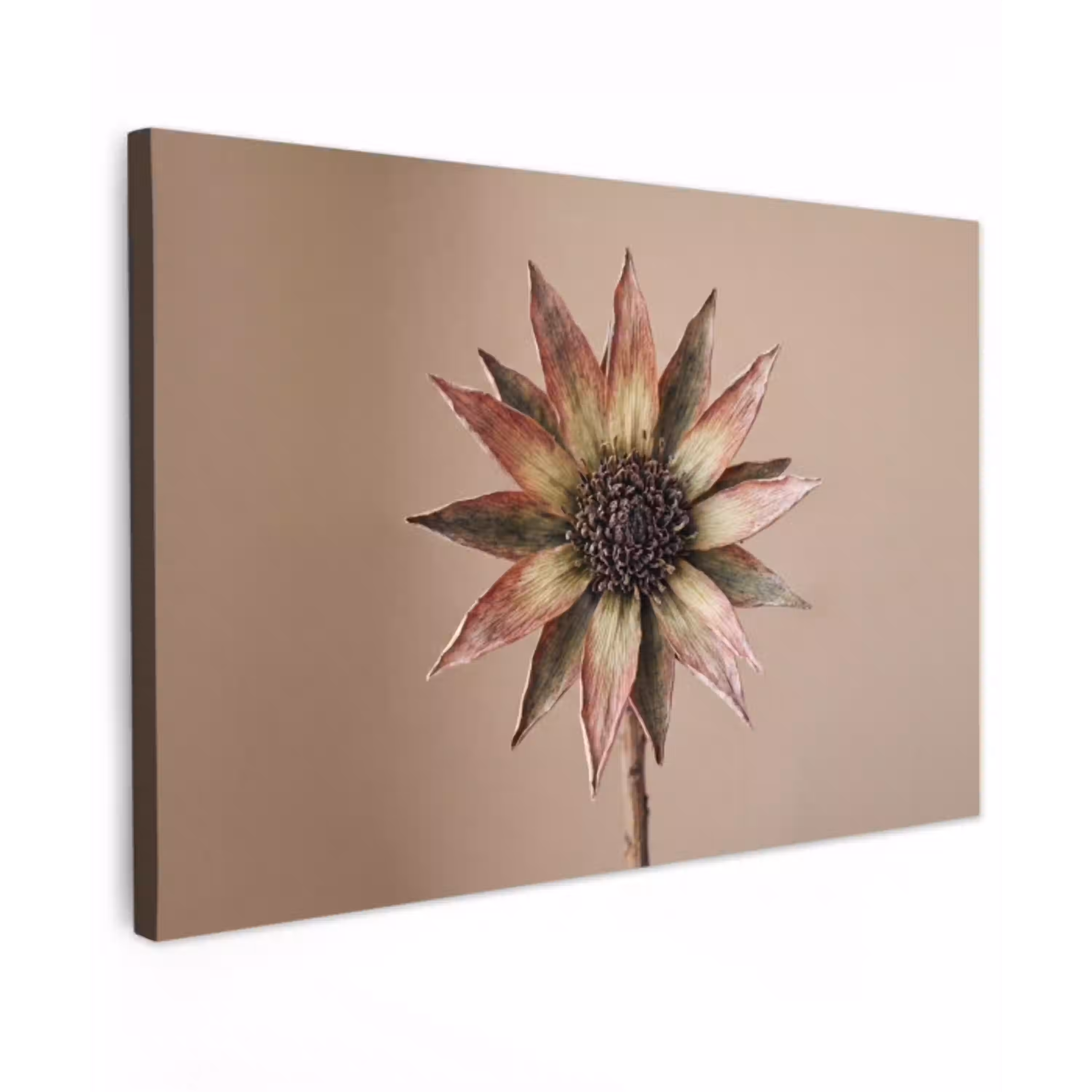 Droogbloem - Protea - Vintage - Beige - Rustiek Tuinposter op houten frame 2 cm dik klein -3d