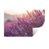 Lavendel - Paars - Zonlicht Muursticker klein -3d