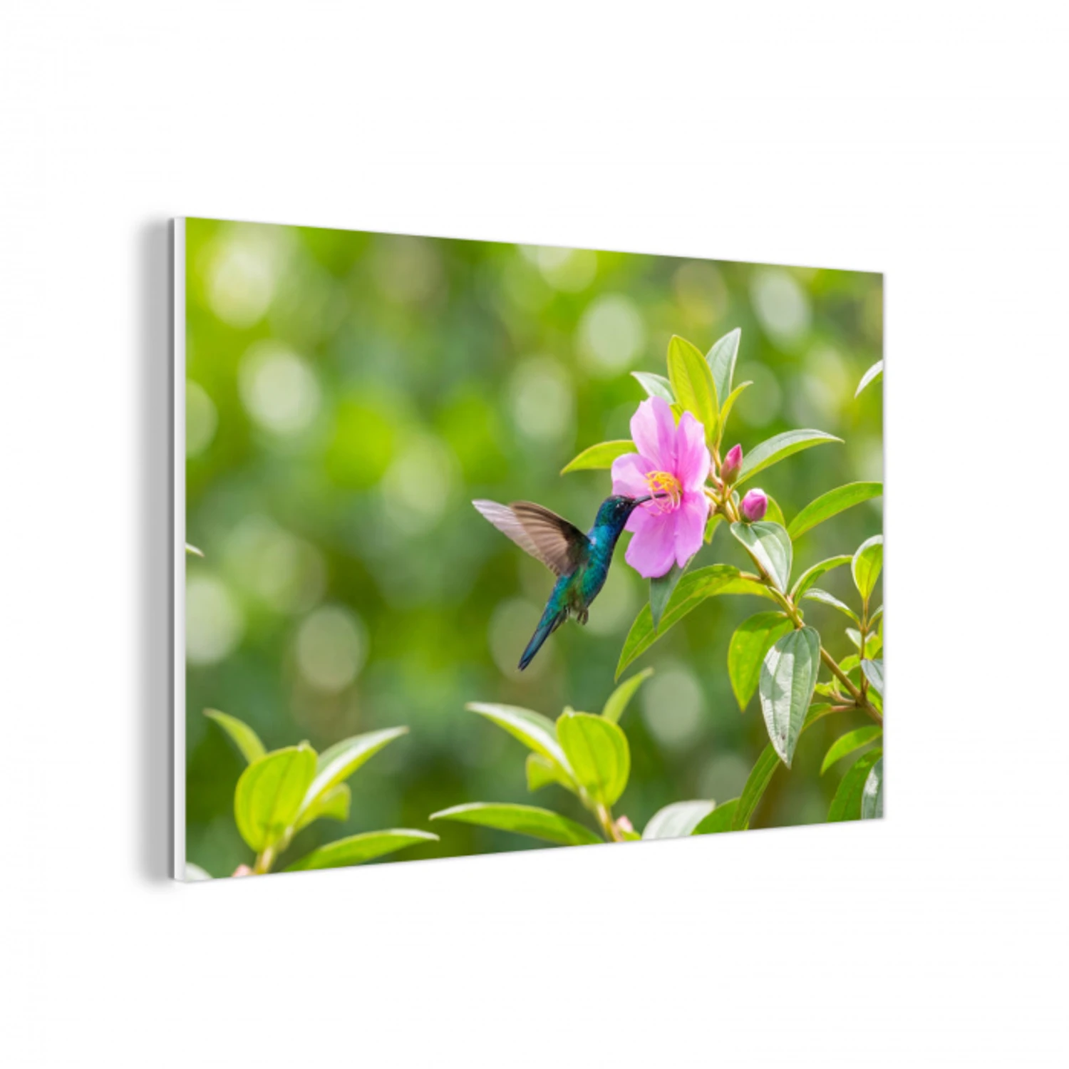 Kolibrie - Bloem - Natuur - Groen forex 5mm xxl -3d