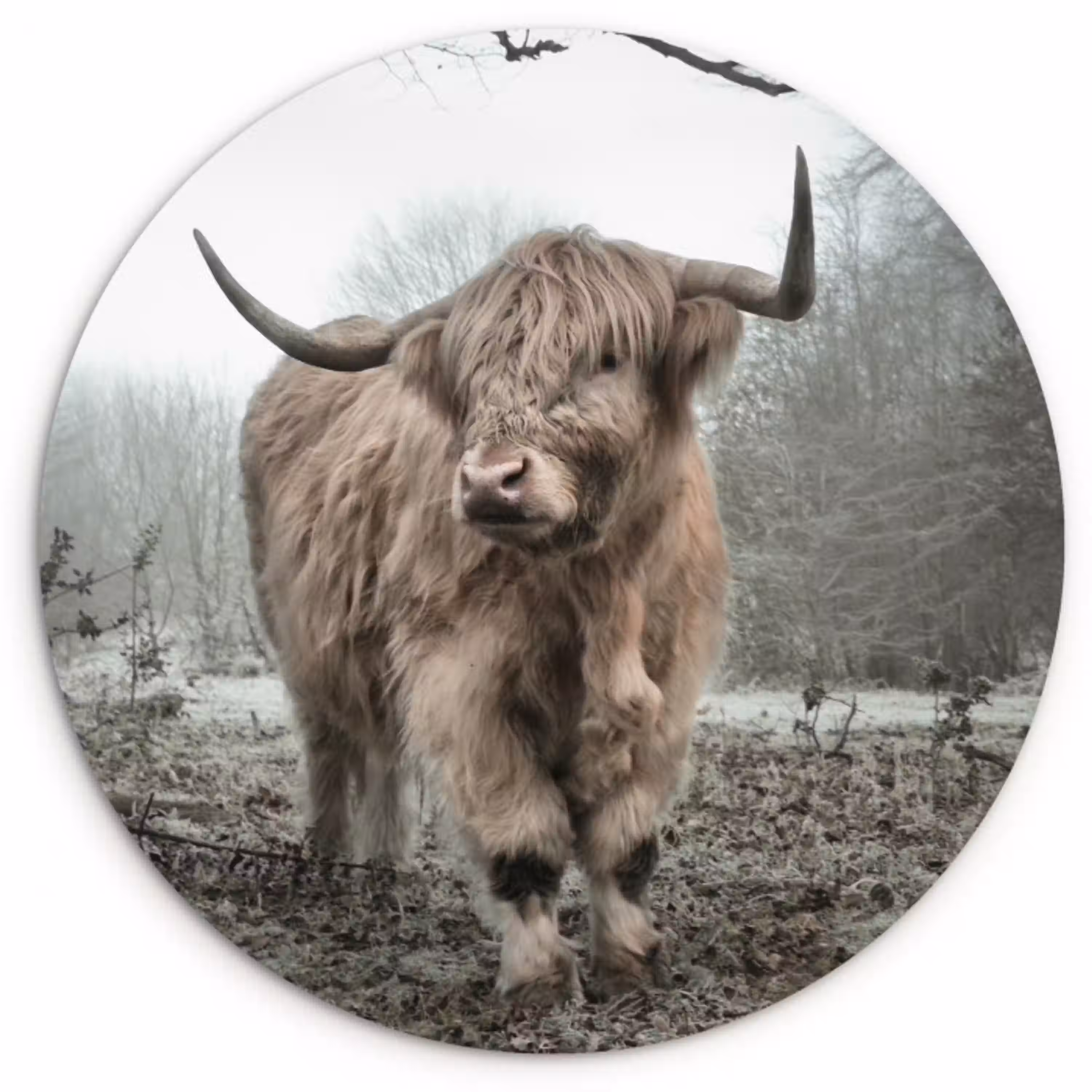 Schotse Hooglander - Bos - Mist - Koe - Dieren - Natuur Wandcirkel kunststof plaat 5mm dik klein -3d