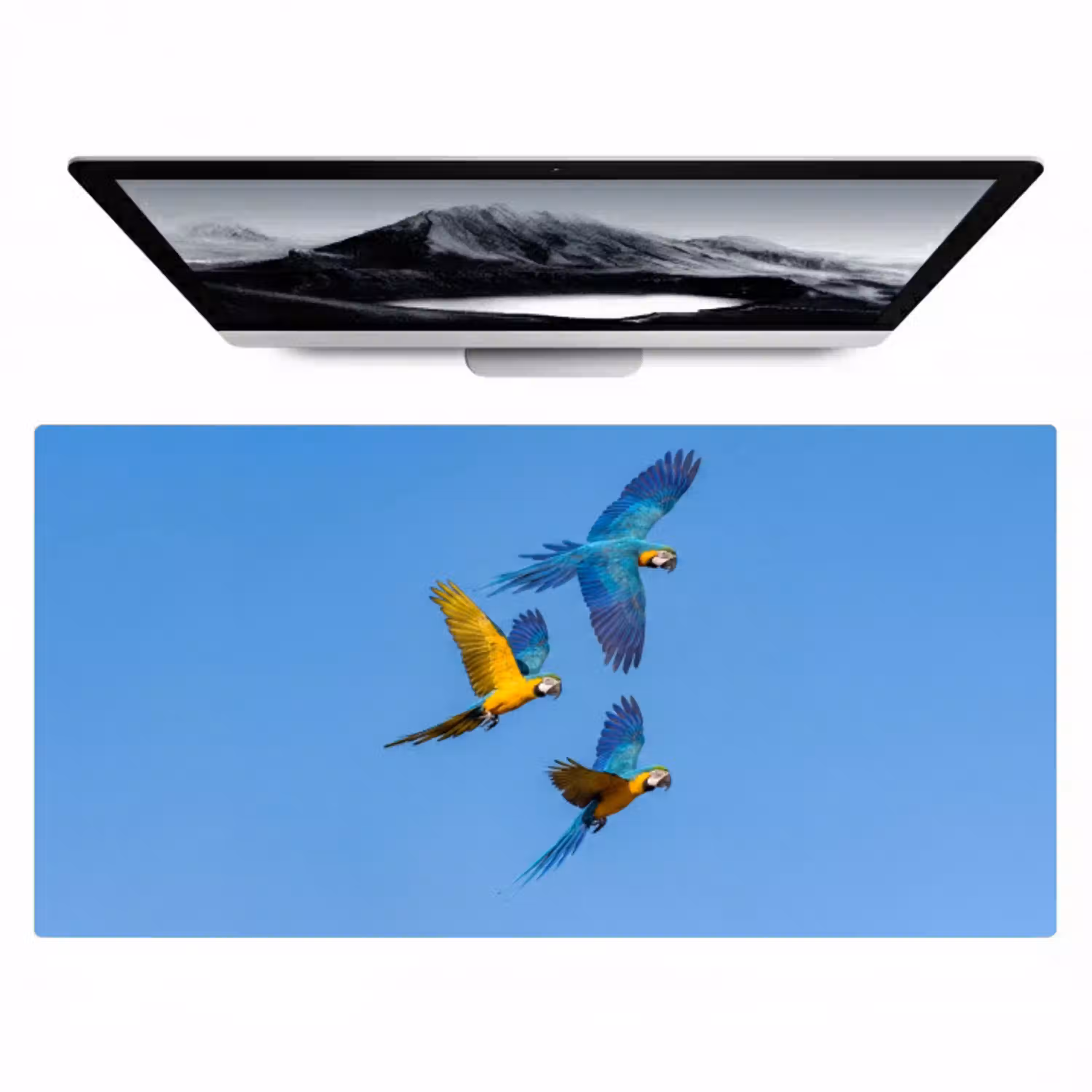 Papagaai - Vliegen - Blauw - Geel Muismat XXL klein -zzz3d