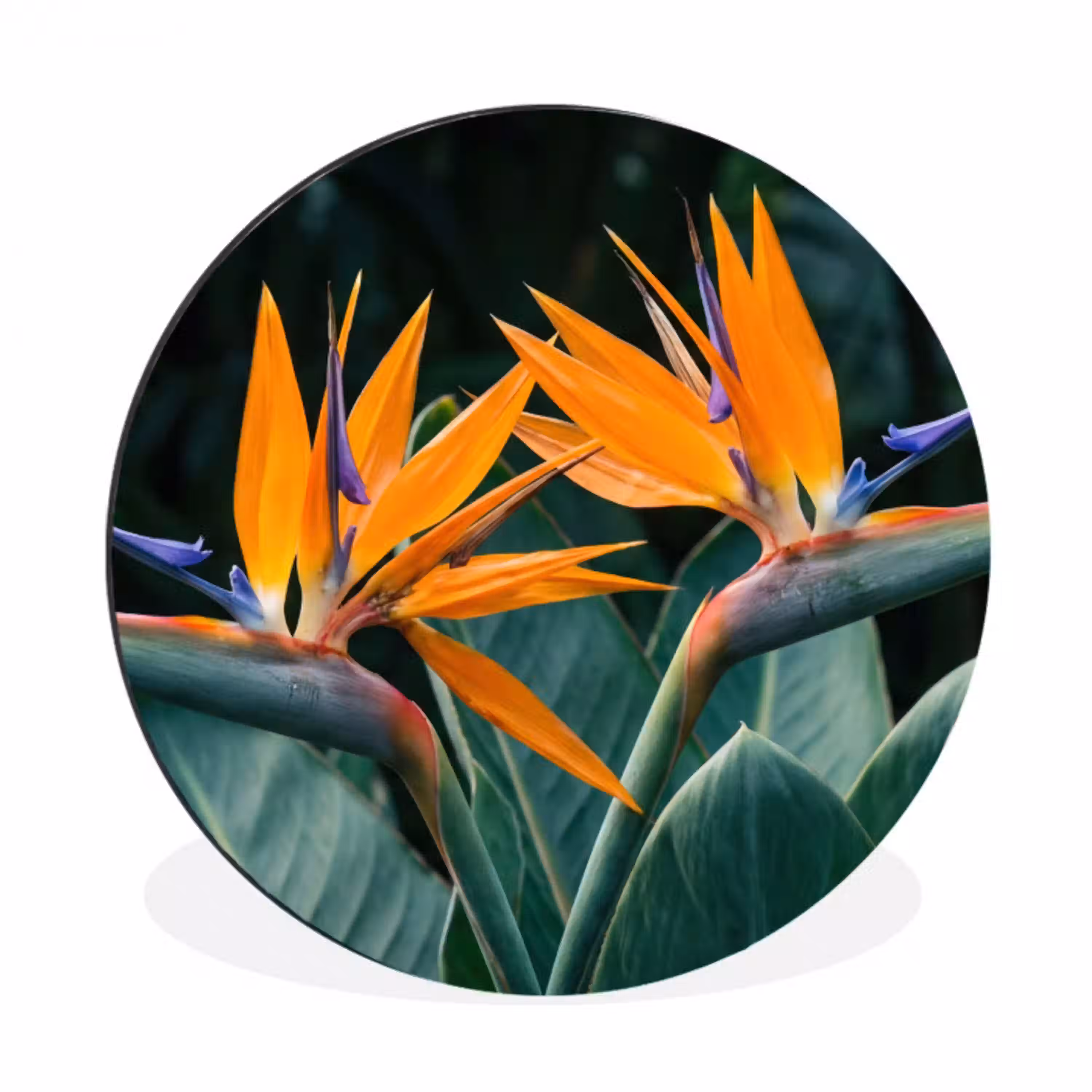 Paradijsvogel - Bloem - Exotisch Wandcirkel aluminium klein -3d