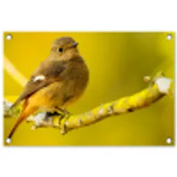 Dieren - Vogel - Tak tuinposter los doek klein -3d