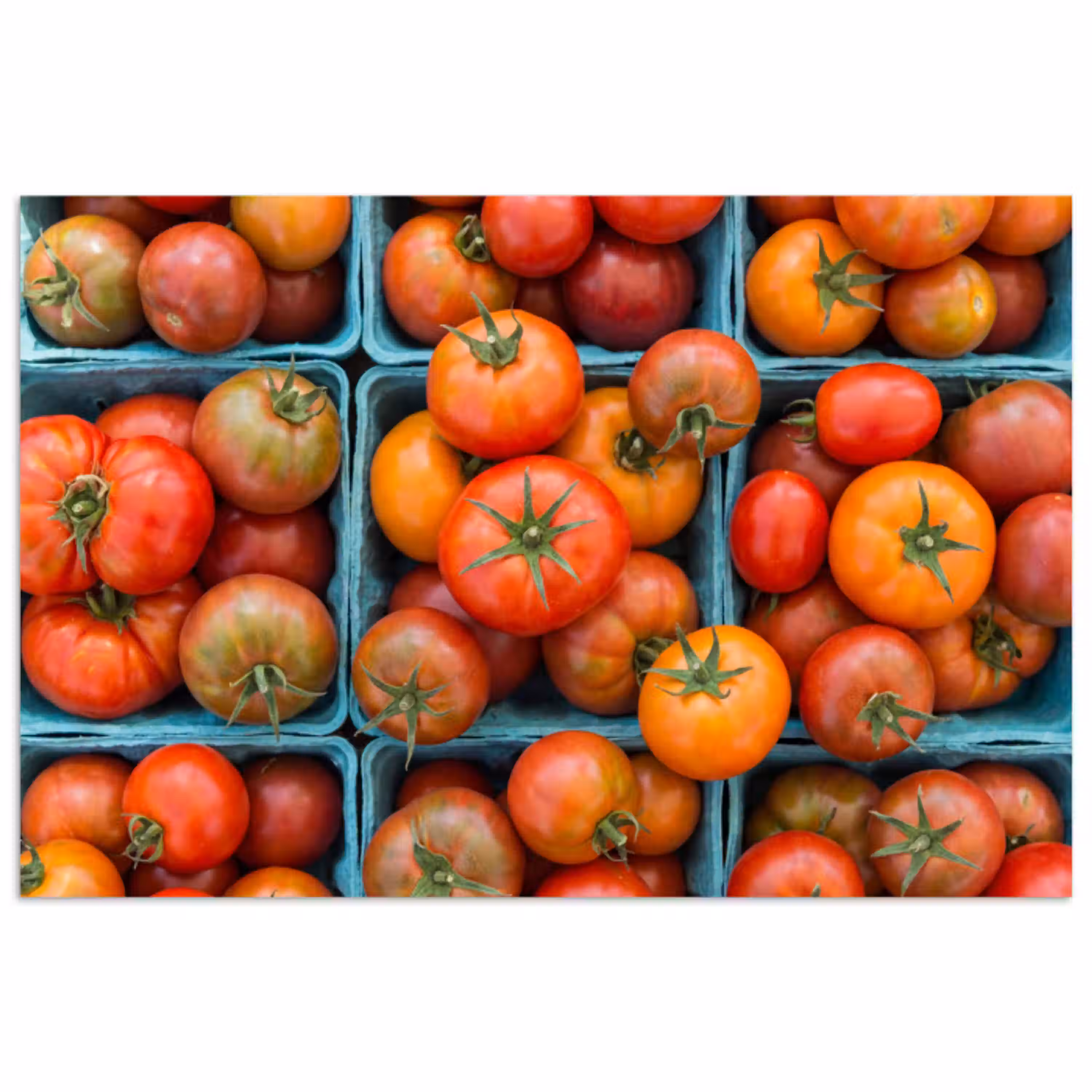 Tomaten - Eten - Kleurrijk poster papier klein -3d