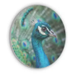 Pauw - Veren - Blauw Akoestische PET Vilt - Rond klein -3d