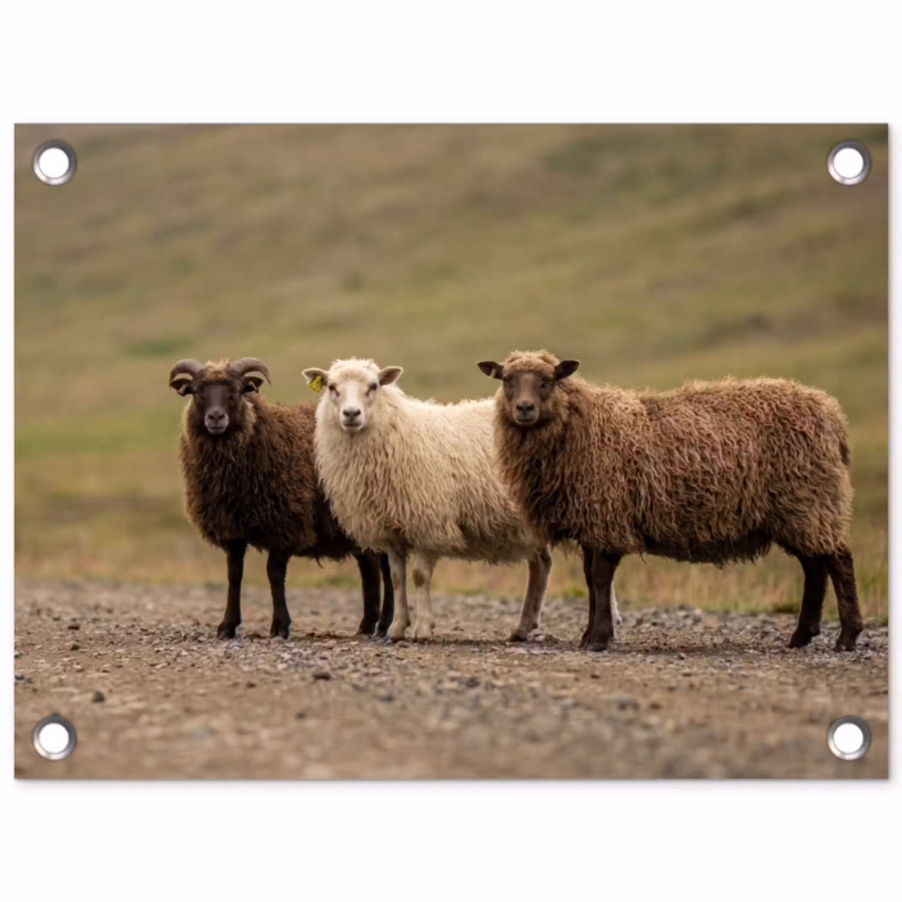Schapen - Bruin - Wit - Grindpad tuinposter los doek klein -3d