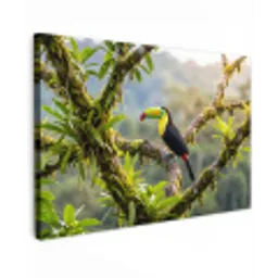 Toekan - Jungle - Natuur - Kleurrijk canvas 2cm klein -z3d