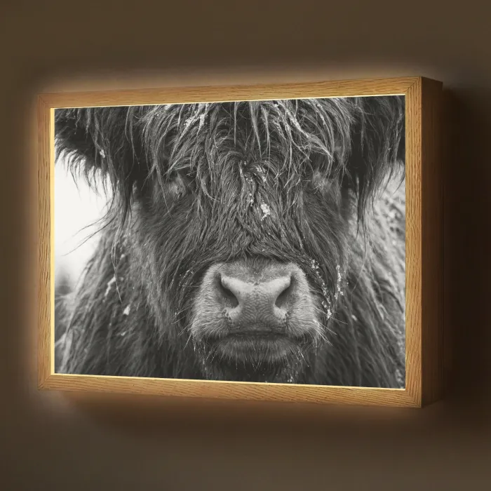 Schotse hooglander - Zwart - Wit - Sneeuwvlokken Light Box met batterij (Wandlamp) middel -z3d_website