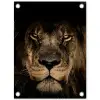Leeuw in het schaduwlicht tuinposter los doek klein -3d