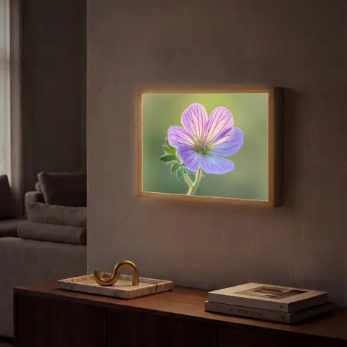 Bloem - Close up - Paars Light Box met batterij (Wandlamp) middel -sfeer1