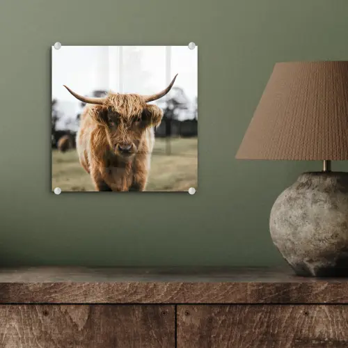 Schotse Hooglander -  Koe - Gras - Dieren - Natuur plexiglas 5mm klein -sfeer3