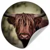 Schotse hooglander - Licht - Portret - Natuur Wandcirkel behangsticker klein -3d